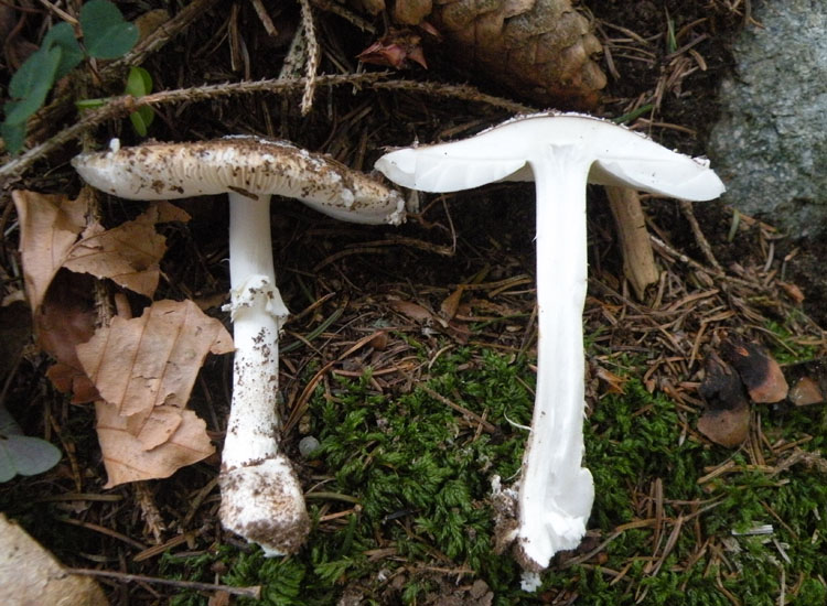 Amanita trentina: Amanita pantherina?